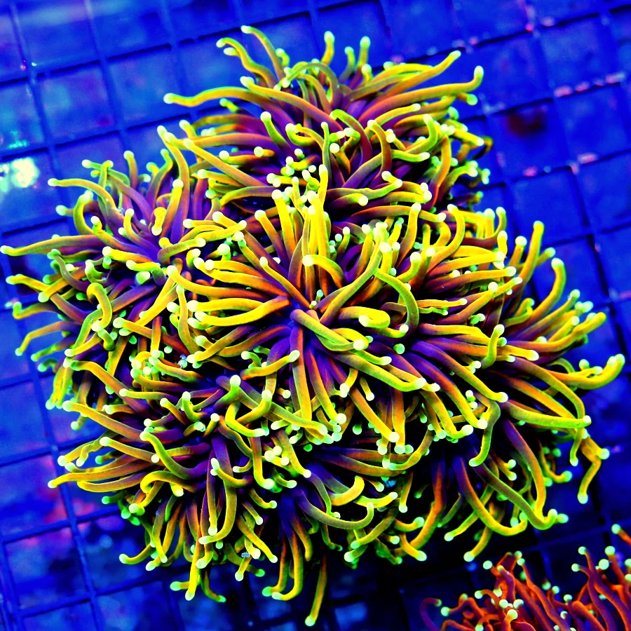 6X6 HELLFIRE ULTRA GRADE SUPER TORCH-GIANT XXL CENTERPIECE OF ANYONES TANK-ULTRA ULTRA COLLECTOR IND