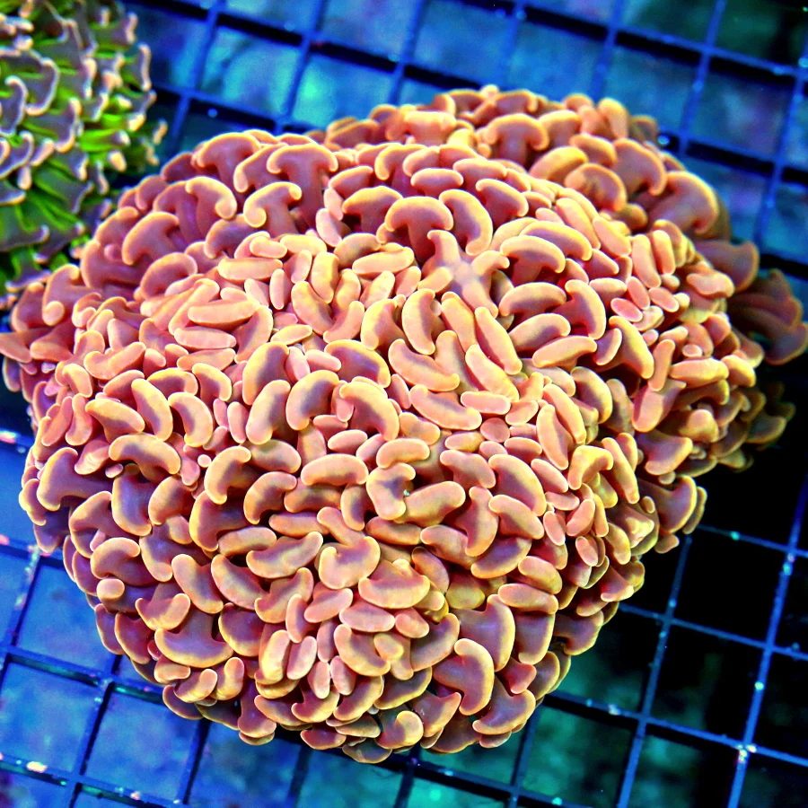 6.5X5.5 XL ULTRA AUSSIE HAMMER-SUPER GOLD-PINK-ORANGE AUSSIE XXL HAMMER-INCREDIBLE COLOR