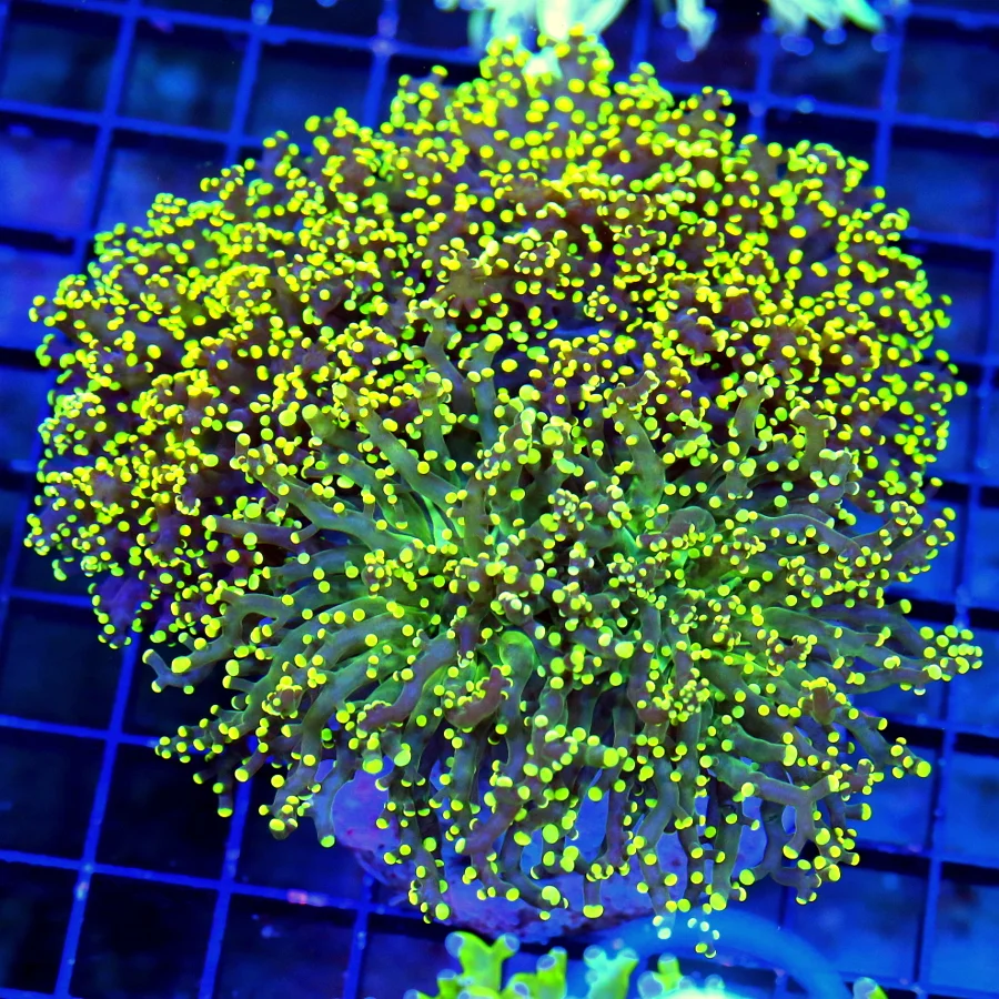 5.5X5.5 BRANCHING COMBO OCTOSPAWN-COLOR IS OUTRAGEOUS-2 OCTOSPWAN FOR THE PRICE OF ONE!!!