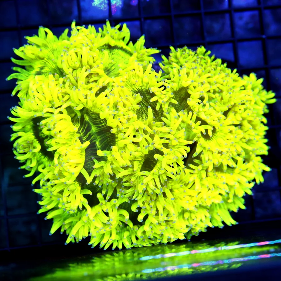 6.5X5 ULTIMATE COLLECTOR ELEGANCE-LOOK NO FURTHER THIS IS A MIND MELTER!! ONE OF THE BEST I HAVE SEE