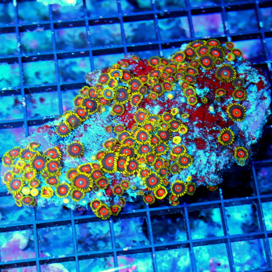 5X4 LARGE BELLAGIO ZOANTHID COLONY-ONE OF MY FAVORITE ZOANTHIDS!!