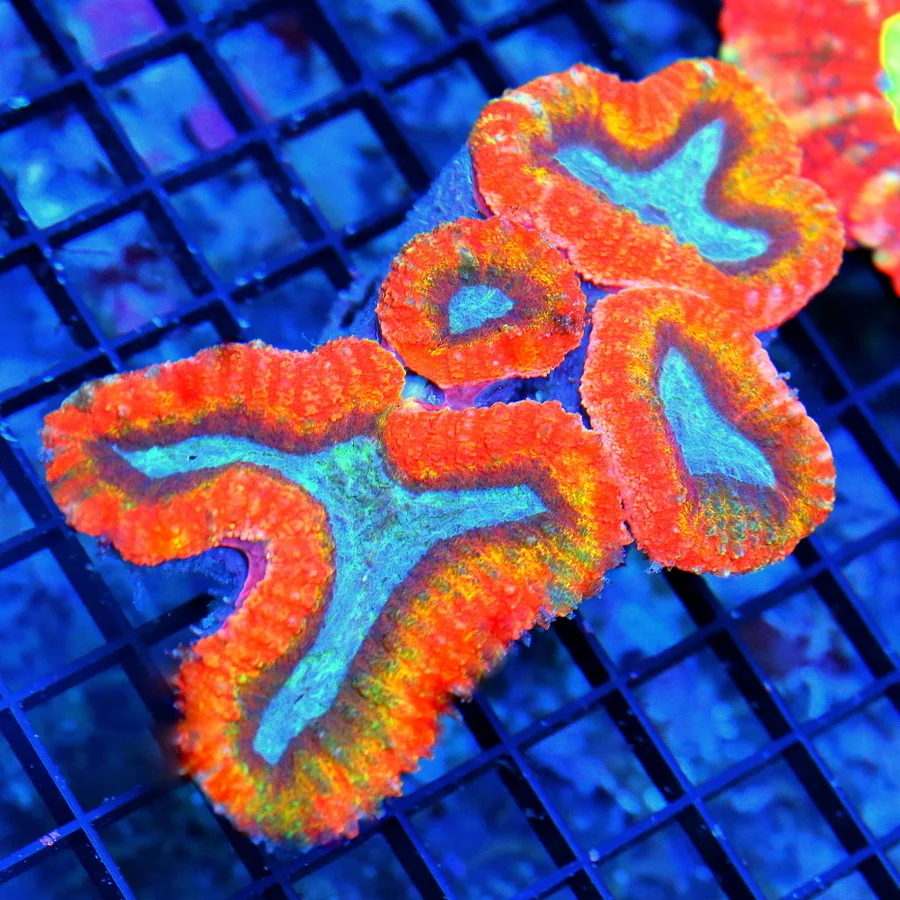 5.5X4 ULTRA LOBOPHYLLIA-QUAD COLORED ULTRA GRADE CENTERPIECE LOBOPHYLLIA-BLUE CENTERED BEAUTY