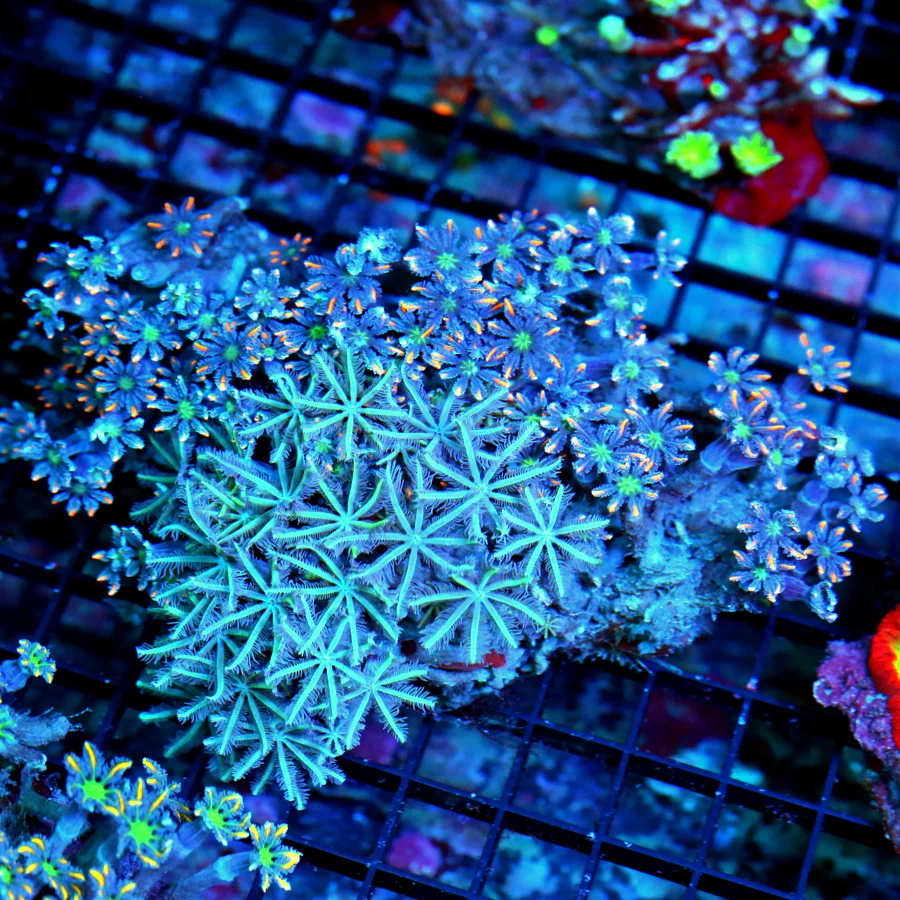 5.5X5 XXL CLOVE POLYPS-COMBO FIRECRACKER CLOVE POLYPS AND GREEN STRIPED CLOVES!