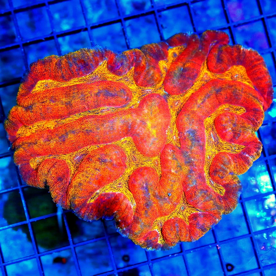 5.5X5 XL SUPER ULTRA LOBOPHYLLIA-COLOR OF THIS SPECIMEN IS VERY RARE THIS IS A EPIC SHOWPIECE IN ANY