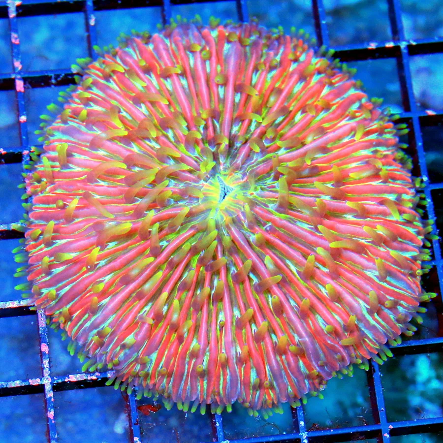 4X4 LARGE CENTERPIECE PLATE-ULTIMATE COLLECTORS ITEM ZOMBIE APOCALYPSE DIASERIES PLATE-HOLY GRAIL