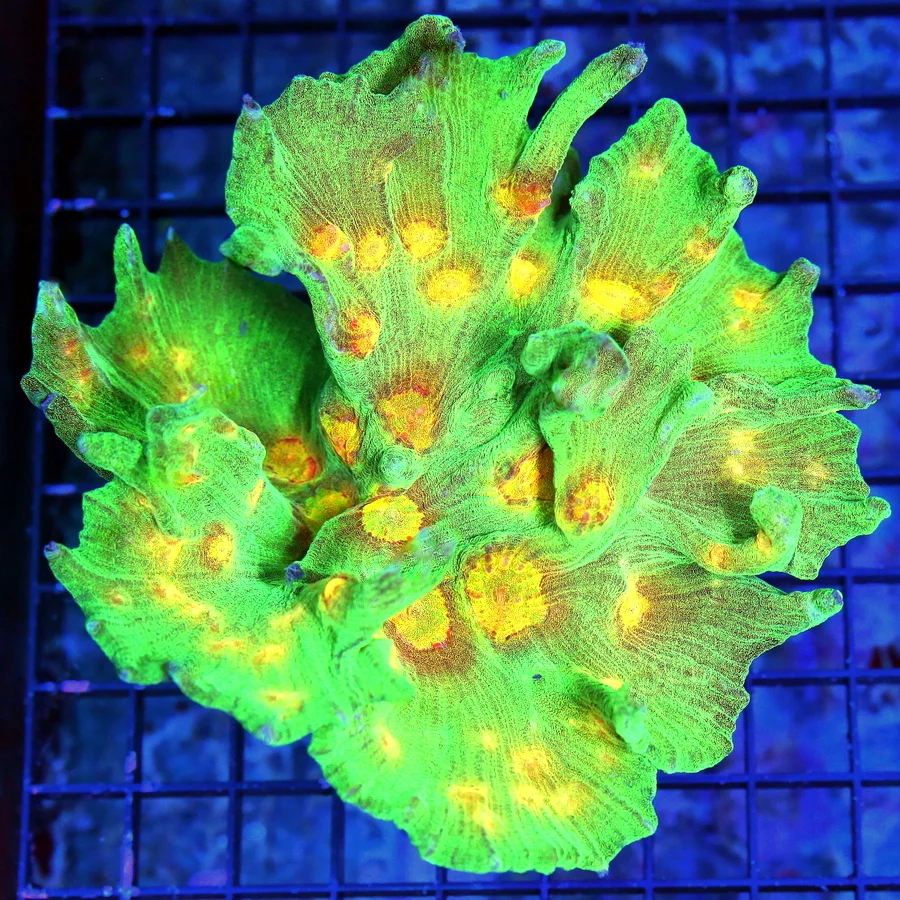 5.5X5.5 ULTRA COLLECTOR PECTINA-SCOTT'S HANDPICKED ULTRA SPACE INVADER PECTINIA-UNREAL COLLECTORS IT