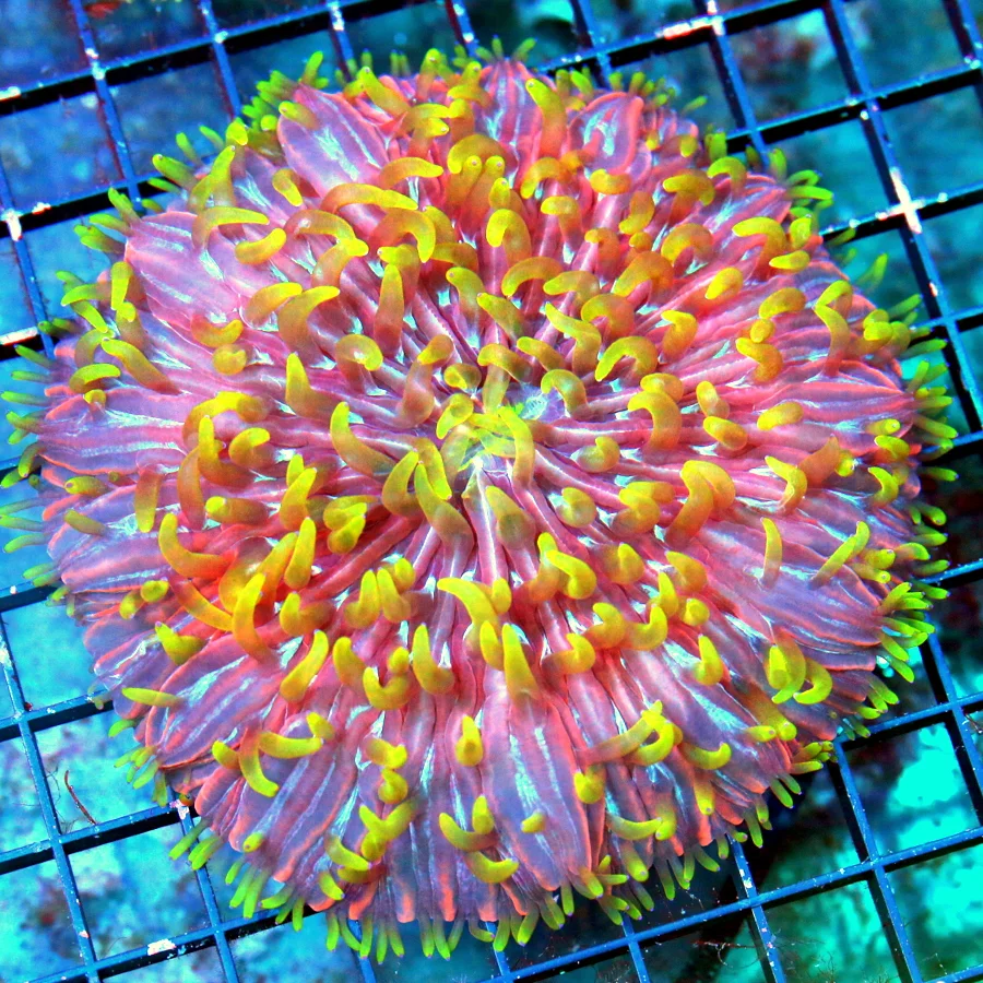 5.5X5.5 XL CENTERPIECE PLATE-ULTIMATE COLLECTORS ITEM ZOMBIE APOCALYPSE DIASERIES PLATE-HOLY GRAIL