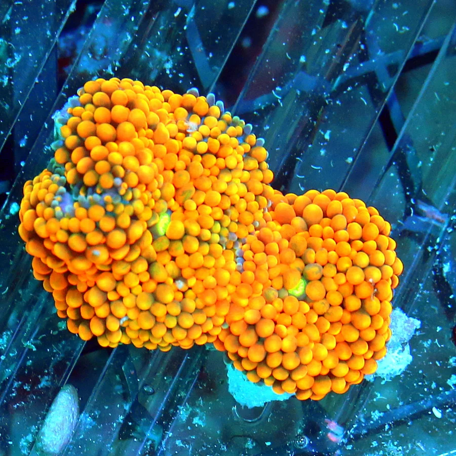 RICORDIA-ULTRA ULTRA MULTICOLORED ORANGE ULTRA GRADE RICORDIA