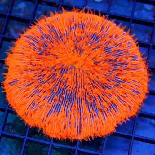 3.5" PLATE CORAL - ONE OF A KIND SUPER NEON ORANGE AND PURPLE PLATE CORAL