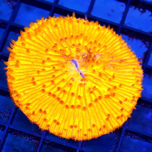 3" PLATE CORAL -  SUPER NEON ORANGE PLATE CORAL