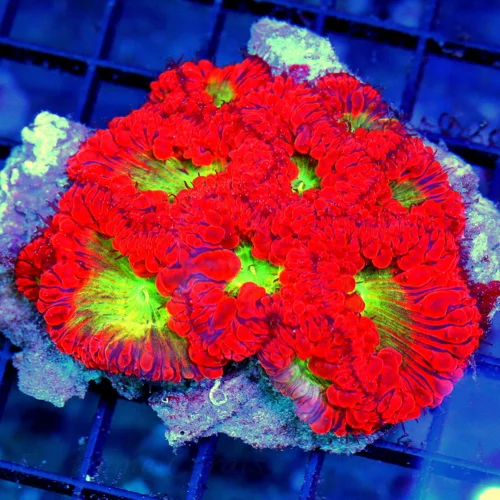 4.5x4 BLASTOMUSSA WELLSI CORAL - ULTRA ULTRA COLORED VERY HARD TO GET BLASTOMUSSA WELLSI CORAL