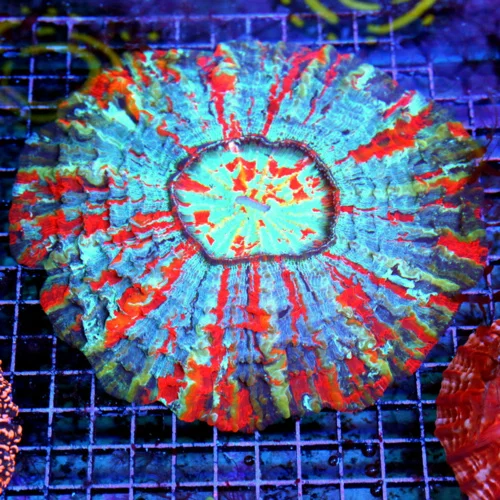 11x11 ACANTHOPHYLLIA CORAL - HANDPICKED BY SCOTT ULTRA GRADE ULTRA COLORED ACANTHOPHYLLIA CORAL