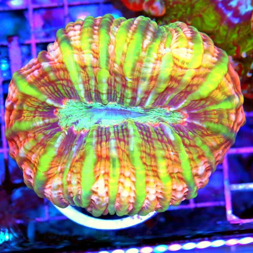 4x3.5 CYNARINA CORAL - BOOK QUALITY COLOR PINK LEMON LIME YELLOW ULTRA GRADE CYNARINA CORAL