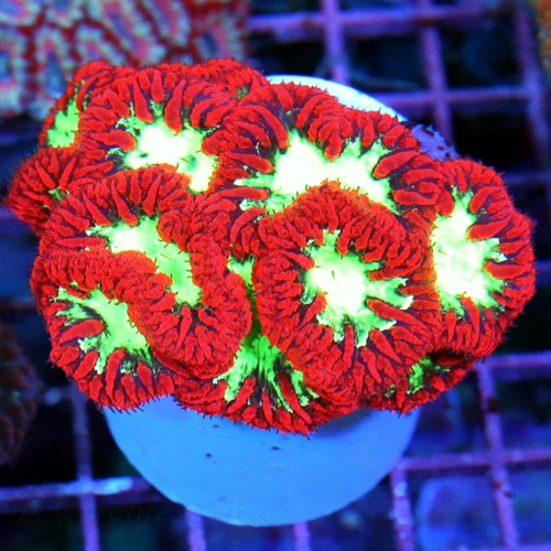4x3 BLASTOMUSSA CORAL - ULTRA ULTRA COLORED CHERRY BOMB RED GREEN ALIEN EYED BLASTOMUSSA
