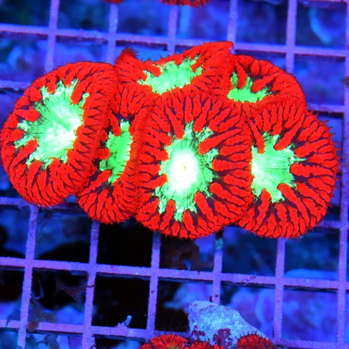 4.5x3 BLASTOMUSSA WELLSI CORAL - SUPER NEON "FIRE ENGINE" RED GREEN ALIEN EYED BLASTO WELLSI
