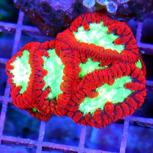 3" BLASTOMUSSA WELLSI CORAL - SUPER NEON RED GREEN ALIEN EYED BLASTOMUSSA WELLSI CORAL