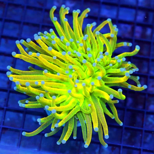 4.5x4.5 TORCH CORAL - COLOR AS GOOD AS YOU'LL EVER SEE  INDO "ULTRA HOLY GRIAL" TORCH CORAL
