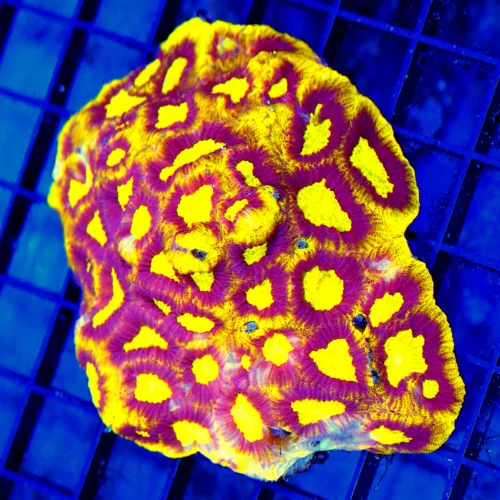 4.5x4 FAVIA CORAL - HANDPICKED SUPER ULTRA COLORED FAVIA CORAL