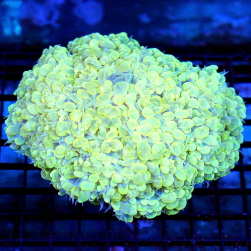 6x6 GIANT PEARL BUBBLE CORAL - ULTRA GRADE RARE WHITE LIGHT YELLOW PEARL BUBBLE CORAL