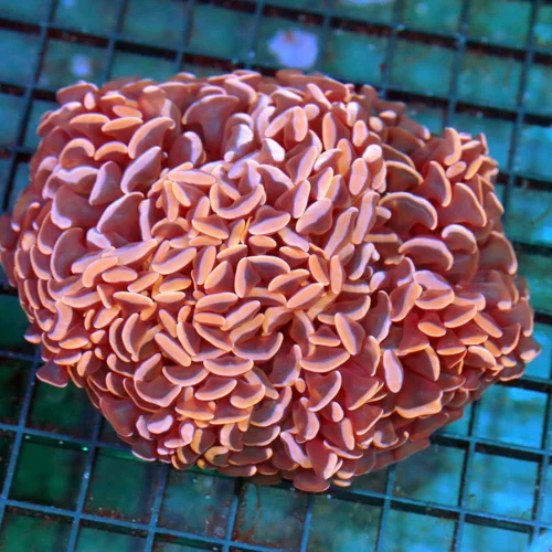 3.5x4 HAMMER CORAL - ULTRA NEON ORANGE PURPLE TENTACLED HAMMER CORAL
