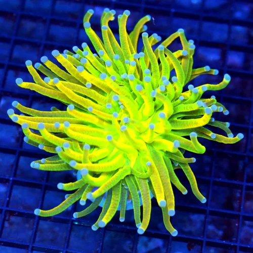 4.5x4.5 TORCH CORAL - COLOR AS GOOD AS YOU'LL EVER SEE  INDO "ULTRA HOLY GRIAL" TORCH CORAL