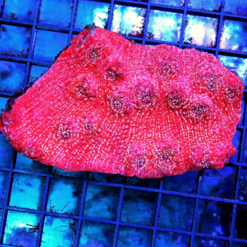 5x4 ECHINOPHYLLIA CHALICE CORAL - HANDPICKED ULTRA COLORED SHOWPIECE ECHINOPHYLLIA CHALICE CORAL