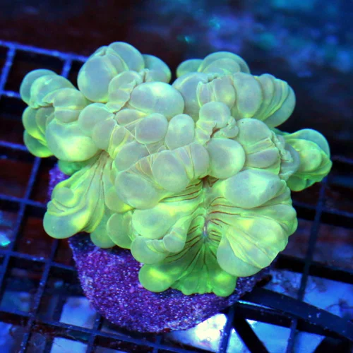 6x4.5 XL FOX CORAL - TOTALLY AWESOME VERY HARD TO GET FOX CORAL