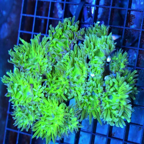 5x4.5 DUNCAN CORAL - VERY VERY NICE PURPLE CENTERED GREEN STEM AUSSIE DUNCAN CORAL