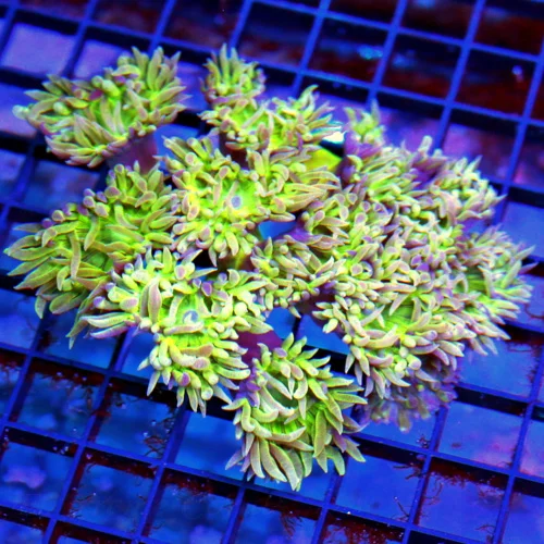 4.5x4 DUNCAN CORAL - VERY VERY NICE PURPLE CENTERED GREEN STEM AUSSIE DUNCAN CORAL