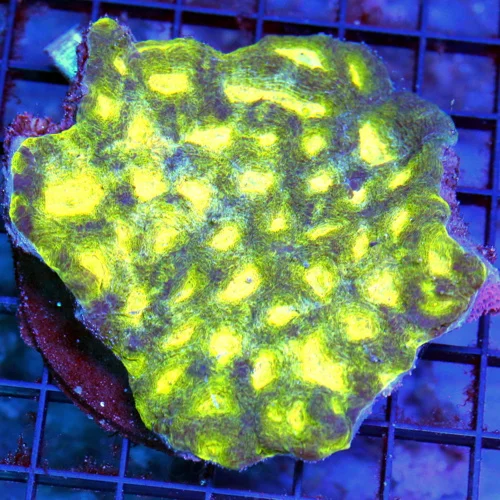 4.5x4.5 ACAN ECHANITA CORAL - HANDPICKED ONE OF A KIND NEVER SEEN THIS COLORED ACAN EVER!