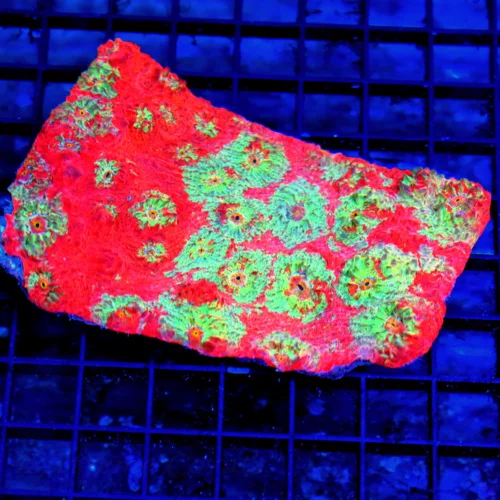 5.5x4 ECHINOPHYLLIA CHALICE CORAL - HANDPICKED ULTRA COLORED SHOWPIECE ECHINOPHYLLIA CHALICE CORAL