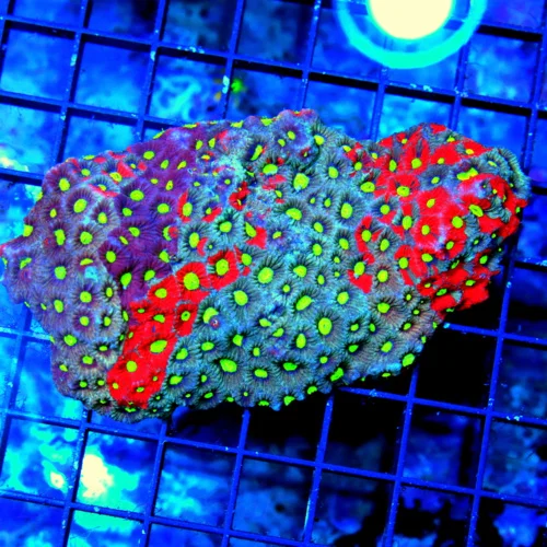 5.5x4 WAR CORAL FAVITES-THIS IS EXTREMELY RARE COLOR 3 DIFFERENT COLORS IN THIS ONE-INCREDIBLE!!