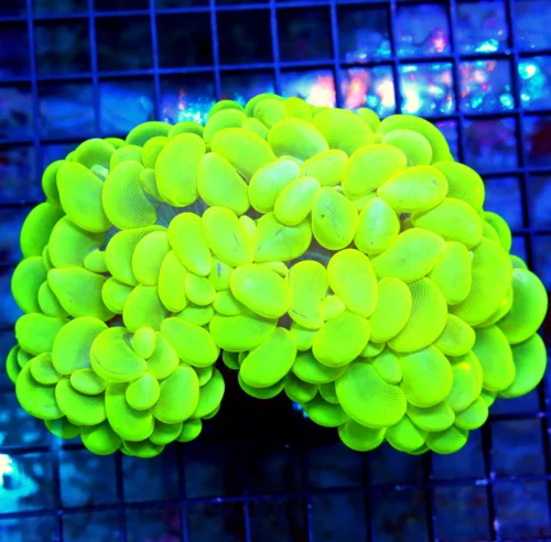 6.5X5 XXL SHOWPIECE BUBBLE CORAL-INCREDIBLE COLOR!! SUPER SUPER BRIGHT LEMONLIME YELLOW ULTRA BUBBLE