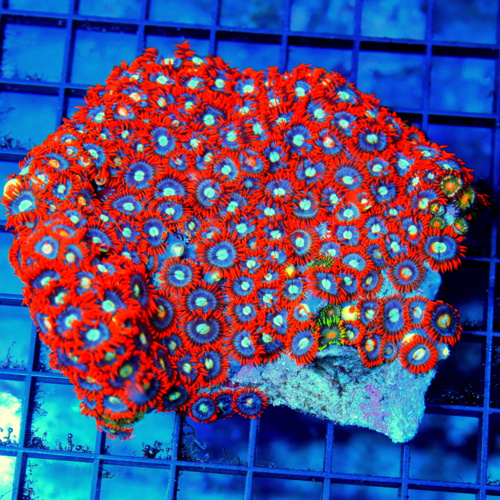 5x4.5 RHODACTIS MUSHROOM-LARGE SHOWPIECE THIS IS A DEFINATE COLLECTORS RHODACTIS MUSHROOM COLONY