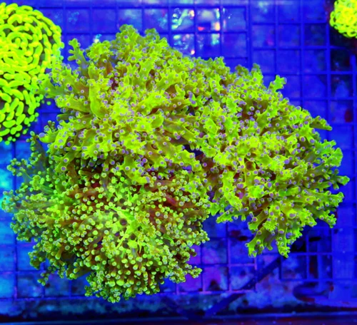 6X4 GIANT XXL BRANCHING FROGSPAWN-ABSOLUTELY STUNNING ULTRA TOXIC GREEN BLUE TIPPED FROGSPAWN