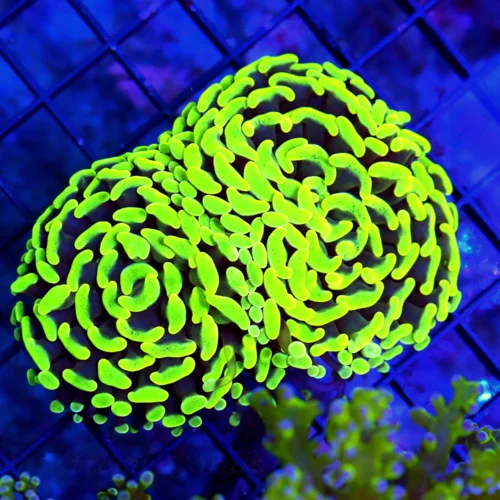 4.5X3.5 BRANCHING HAMMER-TOXIC NEON GREEN ULTRA COLORED BRANCHING HAMMER-PERFECT SIZE SHAPE AND COLO