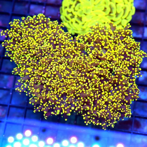 7.5X6.5 XXL GIANT ULTRA BRANCHING OCTOSPAWN-HANDPICKED BY SCOTT-INCREDIBLE COLOR-PERFECT CONDITION!!