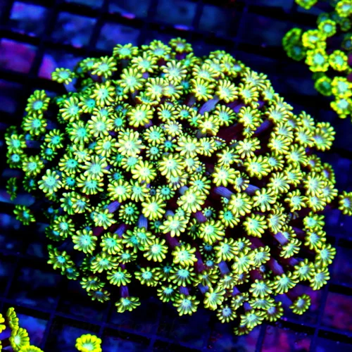 5X5 XL GONIOPORA-VERY VERY RARE COLOR-ALIEN EYED ULTRA CENTERPIECE INDO GONIOPORA