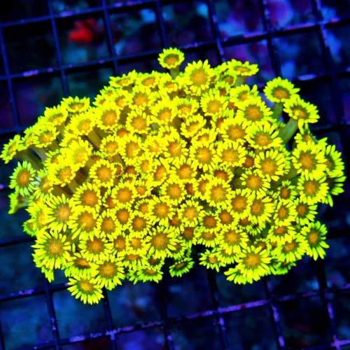 5X4 XL INDO ULTRA GONIOPORA-SCOTT'S PICK OF THE MONTH THIS IS A UNREAL BOOK QUALITY COLOR GONIOPORA