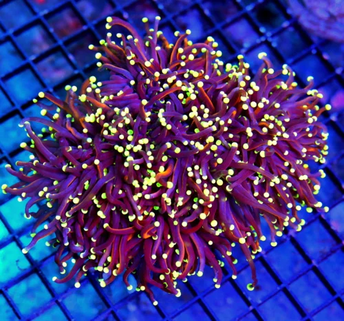 6.5X6 GINAT XXL ULTRA TORCH-MY VERY FAVORITE TORCH THIS MONTNEVER EVER GET THIS COLOR-ONE OF A KIND!