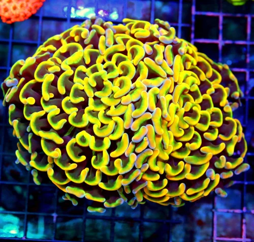 6X4.5 CENTERPIECE ORANG HAMMER-BAD TO THE BONE MULTICOLORED ULTRA ULTRA COLORED AUSSIE FAT HEAD ORAN