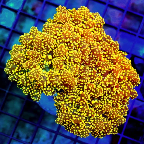 5.5X5 XXL GIANT ULTRA BRANCHING OCTOSPAWN-HANDPICKED BY SCOTT-INCREDIBLE COLOR-PERFECT CONDITION!!