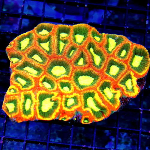 5.5X4.5 SHOWPIECE INDO FAVIA-TRICOLORED SUPER ULTRA GRDAE REVERSE PRIZM FAVIA-COLOR IS EPIC!!