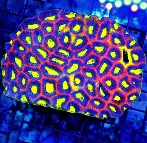 5.5X5 ULTRA DRAGON SOUL FAVIA-IF YOU WANT A SUPER SUPER INTENSELY COVERED XL DRAGON SOUL FAVIA YOUR 