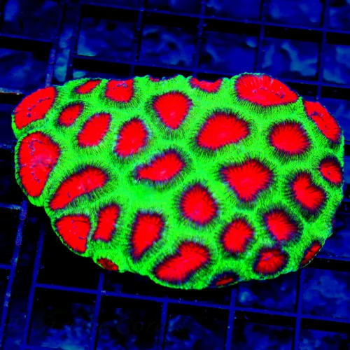4X3.5 WATERMELON INDO FAVIA-SUPER SUPER COLORED NEON RED EYED CHRISTMAS FAVIA