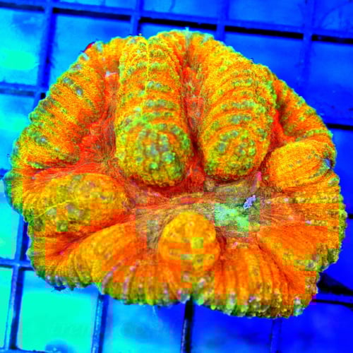 5x4.5 ACROPORA-INDO ULTRA GRADE PREMIUM ACROPORA-ARRIVE ALIVE GUARANTEE