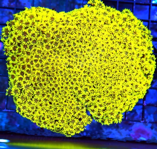 7X6 XXL CENTERPIECE-AS BEAUTIFUL A GONIOPORA AS YOU WILL EVER SEE-TRULY A MASSIVE CENTERPIECE!!