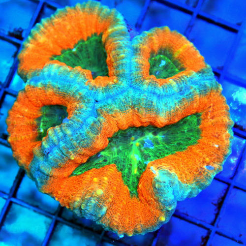 5x4.5 ACROPORA-INDO ULTRA GRADE PREMIUM ACROPORA-ARRIVE ALIVE GUARANTEE
