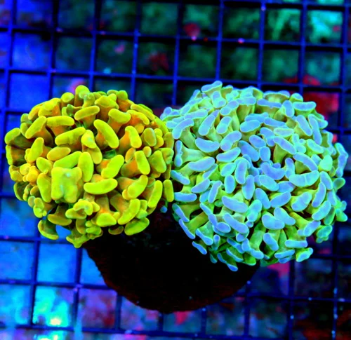 5X4 COMB INDO FATHEAD BRANCHING HAMMER-2 HAMMERS FOR THE PRICE OF ONE!! BOTH ARE VERY RARE ULTRA COL