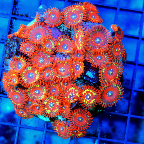 5x4.5 ACROPORA-INDO ULTRA GRADE PREMIUM ACROPORA-ARRIVE ALIVE GUARANTEE
